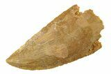 Serrated, Raptor Tooth - Real Dinosaur Tooth #268734-1